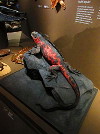 Národní muzeum (Praha)