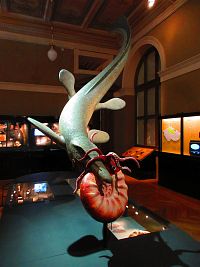 Národní muzeum (Praha)