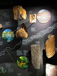 Národní muzeum (Praha)