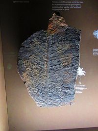 Národní muzeum (Praha)