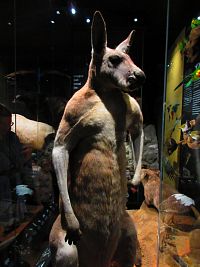 Národní muzeum (Praha)