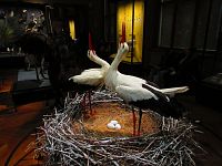 Národní muzeum (Praha)