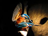 Národní muzeum (Praha)