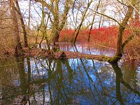 Staré Labe u Třebše (Hradec Králové)