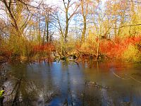 Staré Labe u Třebše (Hradec Králové)