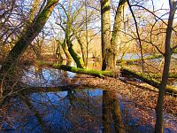 Staré Labe u Třebše (Hradec Králové)