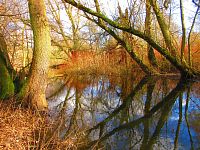 Staré Labe u Třebše (Hradec Králové)