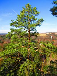 Markova skála (Proseč)