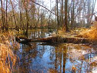 Zbytek starého labského řečiště v Šidlinkách