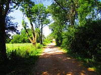 Stromořadí u Ostrova (Nové Město)