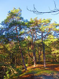 Dlouhý hřeben (Jestřebí)