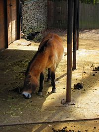 Zoologická zahrada (Liberec)