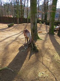 Zoologická zahrada (Liberec)