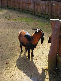 Zoologická zahrada (Liberec)