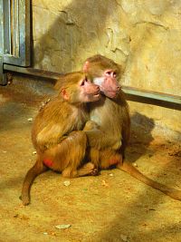 Zoologická zahrada (Liberec)