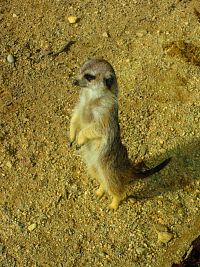 Zoologická zahrada (Liberec)