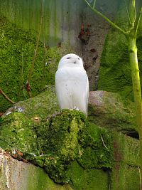 Zoologická zahrada (Liberec)