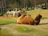 Zoologická zahrada (Liberec)