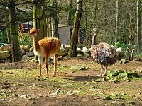 Zoologická zahrada (Liberec)