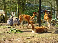 Zoologická zahrada (Liberec)