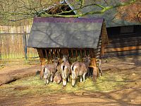 Zoologická zahrada (Liberec)