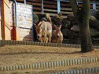 Zoologická zahrada (Liberec)
