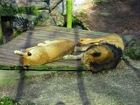 Zoologická zahrada (Liberec)