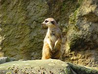 Zoologická zahrada (Liberec)