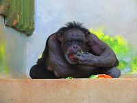 Zoologická zahrada (Liberec)