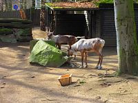 Zoologická zahrada (Liberec)