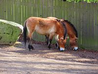 Zoologická zahrada (Liberec)