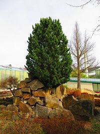 Botanická zahrada (Liberec)