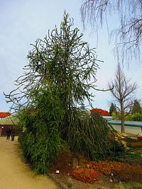 Botanická zahrada (Liberec)