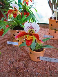 Botanická zahrada (Liberec)