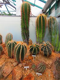 Botanická zahrada (Liberec)