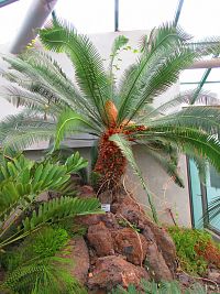 Botanická zahrada (Liberec)