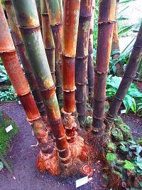 Botanická zahrada (Liberec)