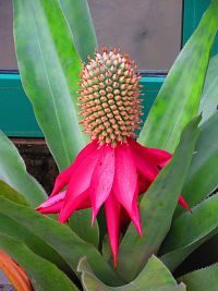 Botanická zahrada (Liberec)