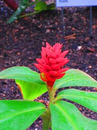 Botanická zahrada (Liberec)