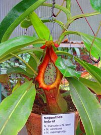 Botanická zahrada (Liberec)