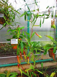 Botanická zahrada (Liberec)