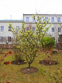 Botanická zahrada (Liberec)