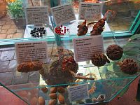 Botanická zahrada (Liberec)