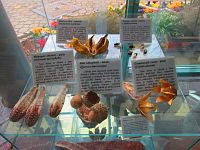 Botanická zahrada (Liberec)