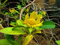 Botanická zahrada (Liberec)