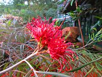 Botanická zahrada (Liberec)