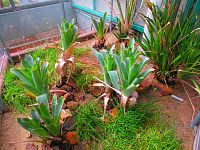 Botanická zahrada (Liberec)