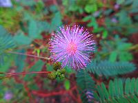 Botanická zahrada (Liberec)