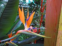 Botanická zahrada (Liberec)