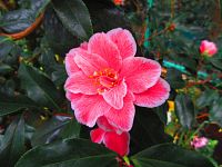 Botanická zahrada (Liberec)